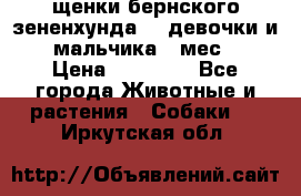 щенки бернского зененхунда. 2 девочки и 2 мальчика(2 мес.) › Цена ­ 22 000 - Все города Животные и растения » Собаки   . Иркутская обл.